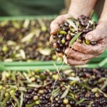 Raccolta delle olive