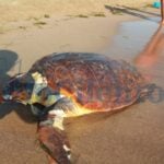 Tartarughe caretta a Capaccio