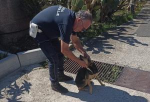 Cane Polizia Municipale