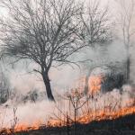 Incendi Cilento