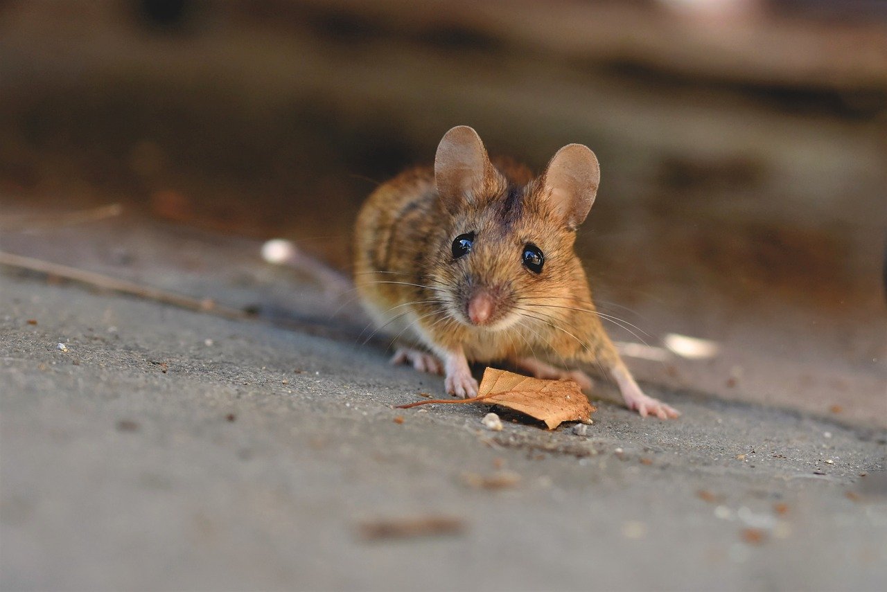 Come allontanare i topi da casa