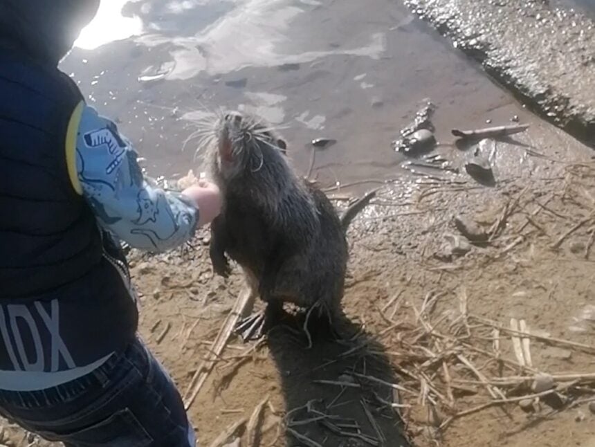 Nutria