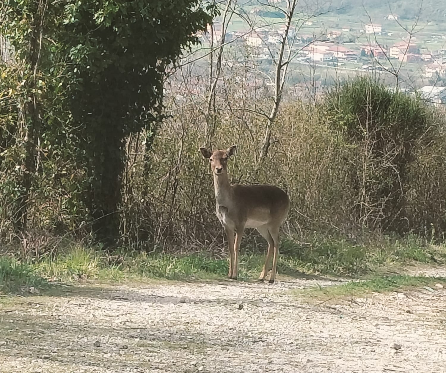 Capriolo Polla