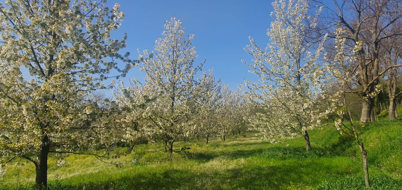 Ciliegi in fiore