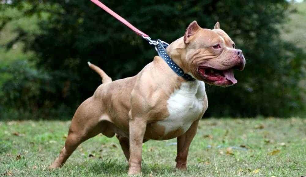 pitbull