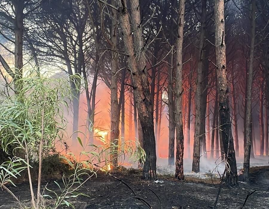 Incendio Pineta Eboli