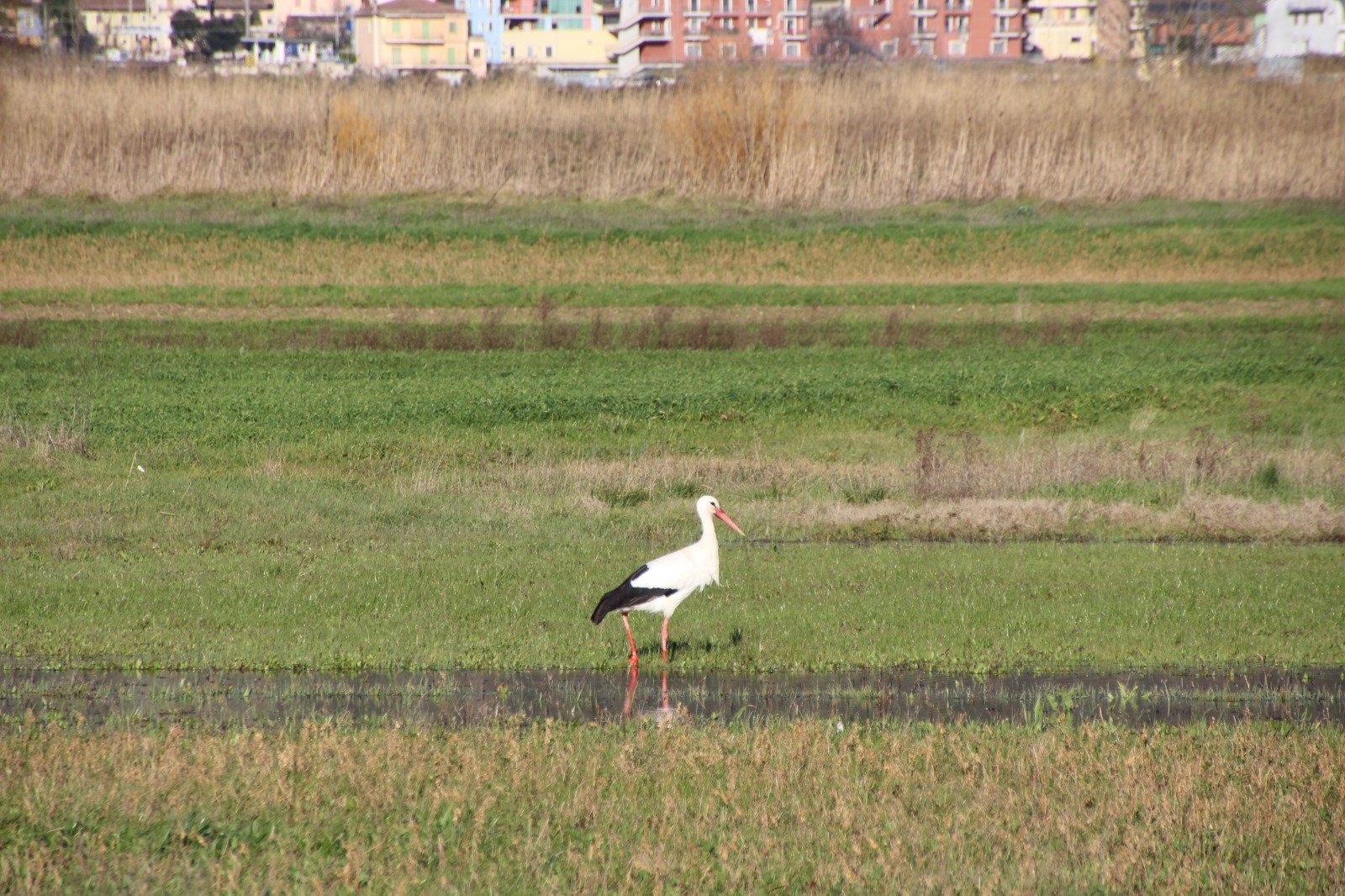 Cicogna Vallo di Diano