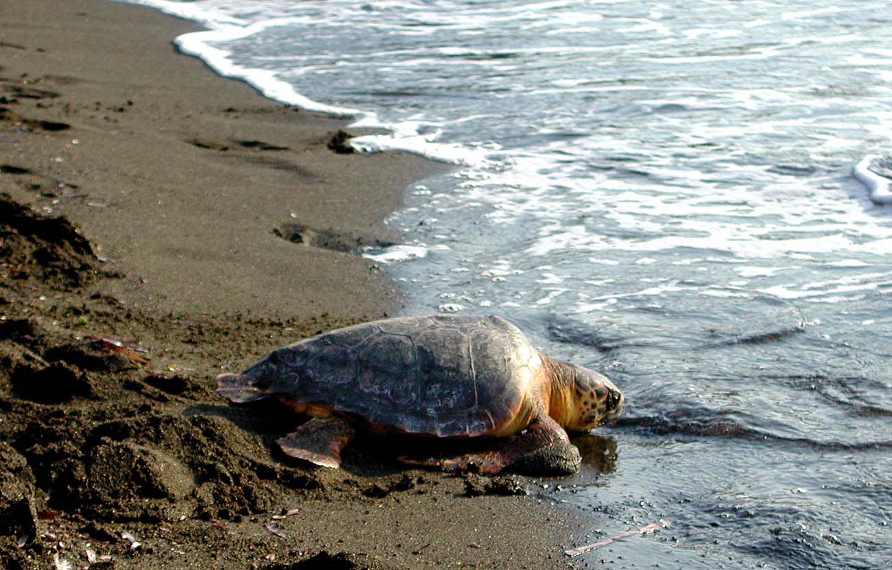 Tartaruga Caretta