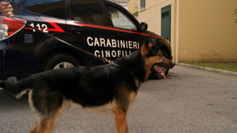 Carabinieri cinofili