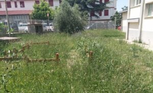 Erba scuole Agropoli