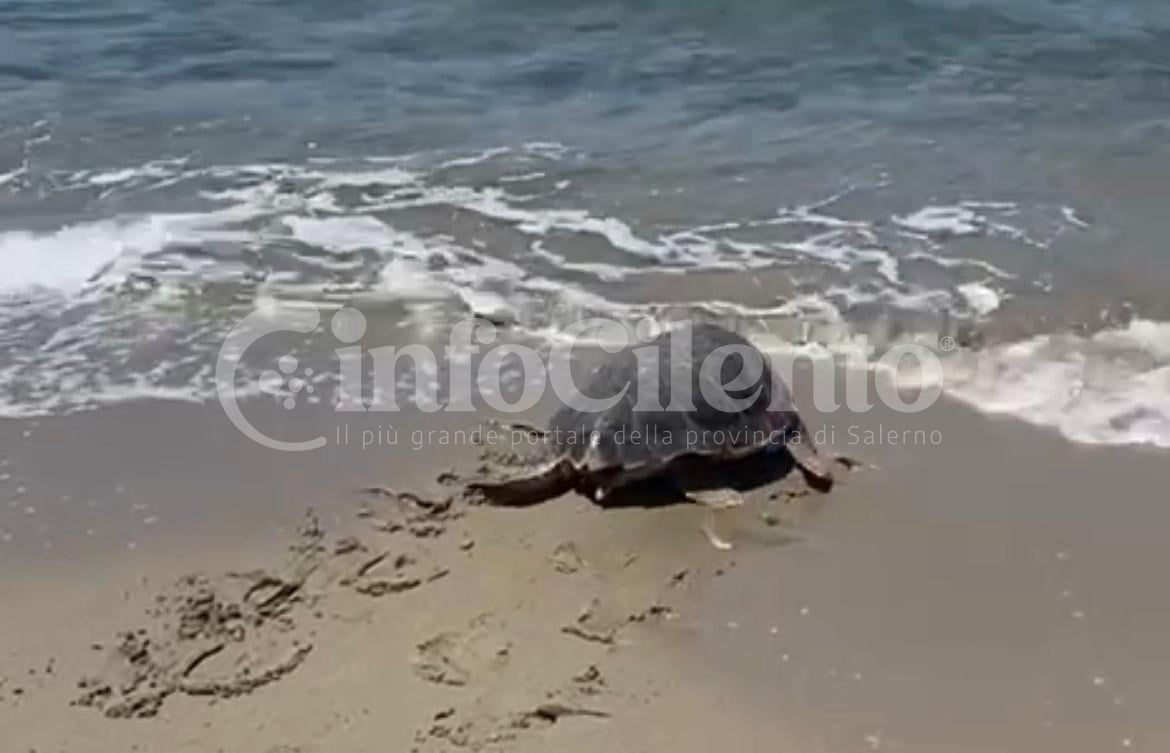 Tartaruga caretta caretta Agropoli