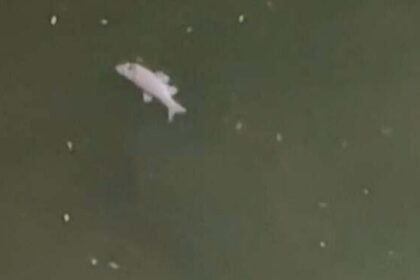 Pesci morti nel fiume Tanagro