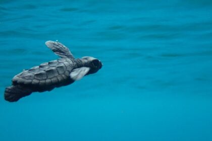 Tartaruga caretta caretta