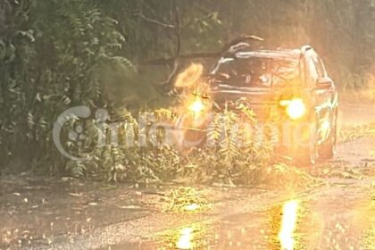 Albero su auto a Castellabate