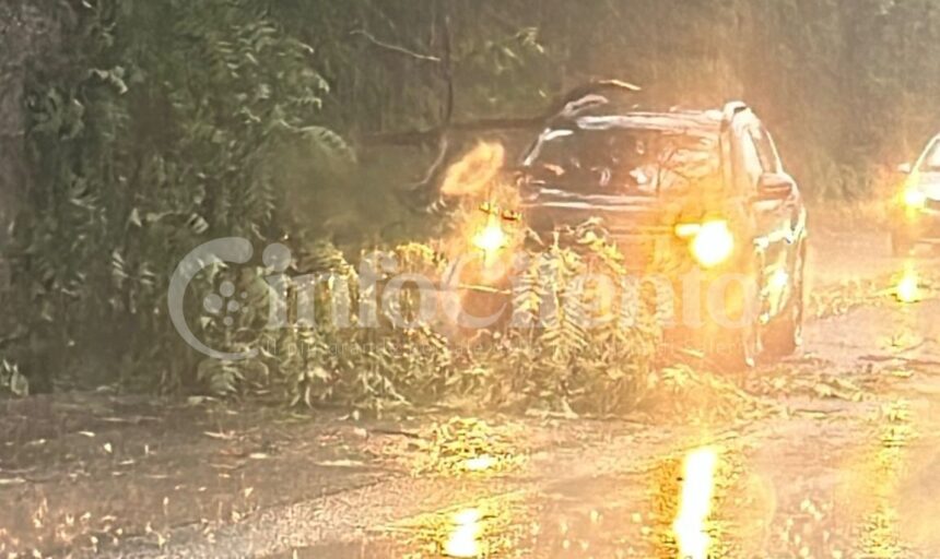 Albero su auto a Castellabate