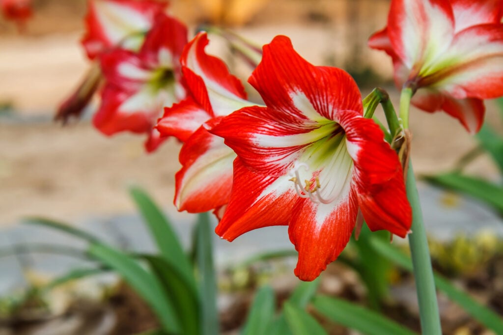 Amaryllis