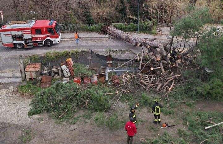 Vallo della Lucania, crollo albero