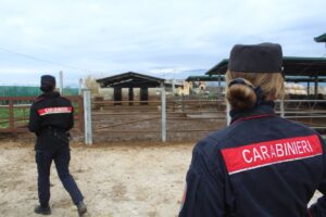 Eboli, sequestro azienda bufalina