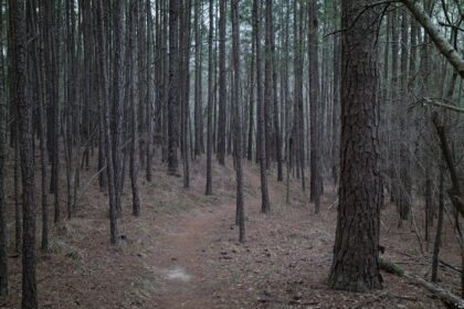 Pineta